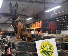 Canis da PMPR causam prejuízo de R$ 900 milhões ao crime desde 2023