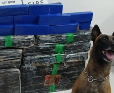 Canis da PMPR causam prejuízo de R$ 900 milhões ao crime desde 2023