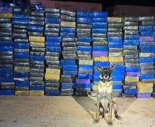 Canis da PMPR causam prejuízo de R$ 900 milhões ao crime desde 2023