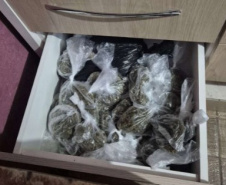 PCPR apreende 327 quilos de maconha gourmet e prende três pessoas por tráfico