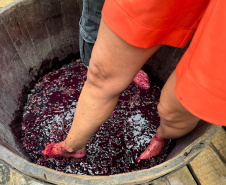 Com novo Mapa do Enoturismo, Paraná valoriza vinhos estaduais e visitas a produtores locais