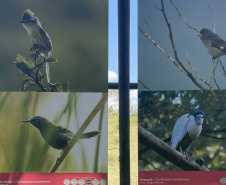 Exposição Fauna Ameaçada é Fauna a Ser Salva" atrai turistas para o Jardim Botânico de Curitiba
