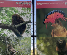 Exposição Fauna Ameaçada é Fauna a Ser Salva" atrai turistas para o Jardim Botânico de Curitiba