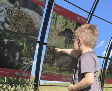 Exposição Fauna Ameaçada é Fauna a Ser Salva" atrai turistas para o Jardim Botânico de Curitiba