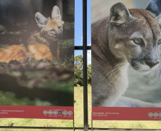 Exposição Fauna Ameaçada é Fauna a Ser Salva" atrai turistas para o Jardim Botânico de Curitiba