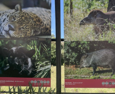 Exposição Fauna Ameaçada é Fauna a Ser Salva" atrai turistas para o Jardim Botânico de Curitiba