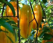 IDR - Encontro discute a fruticultura no Paraná