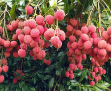 IDR - Encontro discute a fruticultura no Paraná