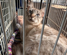  5º ciclo do CastraPet Paraná: Estado vai ampliar o número de cães e gatos imunizados contra a raiva