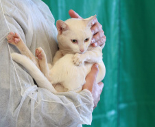  5º ciclo do CastraPet Paraná: Estado vai ampliar o número de cães e gatos imunizados contra a raiva