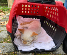  5º ciclo do CastraPet Paraná: Estado vai ampliar o número de cães e gatos imunizados contra a raiva