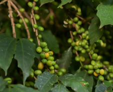 BOLETIM AGRO
