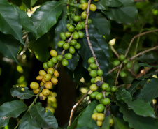 CAFÉ 