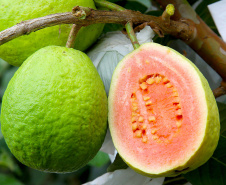 IDR - Encontro discute a fruticultura no Paraná
