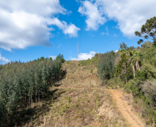 COPEL - Propriedade rural cumpre a Lei Estadual da Faixa Limpa com solução rentável e sem danos à rede elétrica