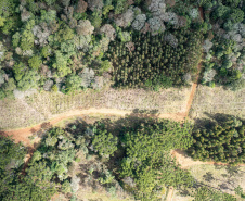 COPEL - Propriedade rural cumpre a Lei Estadual da Faixa Limpa com solução rentável e sem danos à rede elétrica