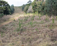 COPEL - Propriedade rural cumpre a Lei Estadual da Faixa Limpa com solução rentável e sem danos à rede elétrica