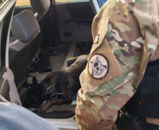 K9 “Glock”, da Polícia Penal, fareja e encontra 81 kg de maconha durante ação conjunta com a PRF em Maringá