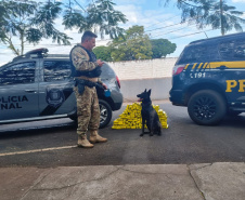 K9 “Glock”, da Polícia Penal, fareja e encontra 81 kg de maconha durante ação conjunta com a PRF em Maringá