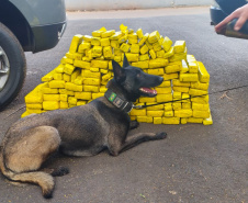 K9 “Glock”, da Polícia Penal, fareja e encontra 81 kg de maconha durante ação conjunta com a PRF em Maringá