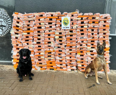 Canis da PMPR causam prejuízo de R$ 900 milhões ao crime desde 2023