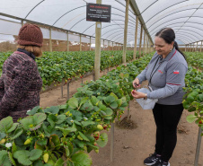 Agricultores do Rio Miringuava apoiados pela Sanepar estreiam na Feira de Sabores.