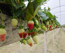 Agricultores do Rio Miringuava apoiados pela Sanepar estreiam na Feira de Sabores.