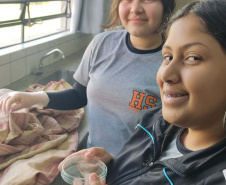 Alunos do Paraná chegam à semifinal de competição com projeto de sabonete antipulgas 