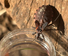 Vigilância ativa e integração entre Estado e municípios fortalecem combate à doença de Chagas no Paraná