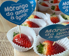 Agricultores do Rio Miringuava apoiados pela Sanepar estreiam na Feira de Sabores.