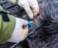 Parceria entre IAT e Criadouro Onça-Pintada já repovoou o Parque das Lauráceas, na Região Metropolitana de Curitiba, com 566 animais, entre queixadas, catetos e quatis