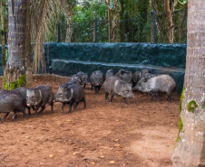 Parceria entre IAT e Criadouro Onça-Pintada já repovoou o Parque das Lauráceas, na Região Metropolitana de Curitiba, com 566 animais, entre queixadas, catetos e quatis