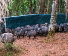 Parceria entre IAT e Criadouro Onça-Pintada já repovoou o Parque das Lauráceas, na Região Metropolitana de Curitiba, com 566 animais, entre queixadas, catetos e quatis