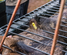 Parceria entre IAT e Criadouro Onça-Pintada já repovoou o Parque das Lauráceas, na Região Metropolitana de Curitiba, com 566 animais, entre queixadas, catetos e quatis