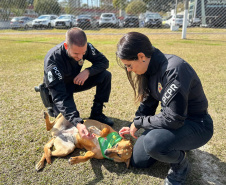 XVIII Corrida da Polícia Civil do Paraná acontece neste domingo em Curitiba
