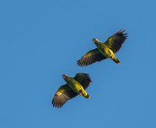 Único Estado do Brasil com dois Patrimônios Naturais da Humanidade