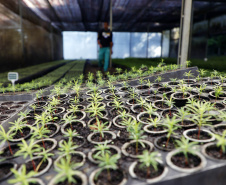 Estado vai distribuir 21.165 mudas nativas em ações ambientais para celebrar o Dia da Árvore