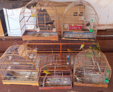 PCPR resgata 70 animais em situação de maus-tratos em Toledo