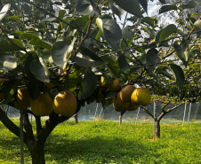 Missão estratégica no Japão fortalece cooperação em pesquisa, biociências e tecnologia