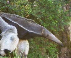 Fauna Silvestre