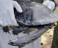 Cágado-pescoço-de-cobra foi devolvido ao seu habitat natural nesta terça-feira (23) por técnicos do Instituto Água e Terra (IAT).