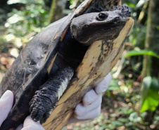 Cágado-pescoço-de-cobra foi devolvido ao seu habitat natural nesta terça-feira (23) por técnicos do Instituto Água e Terra (IAT).