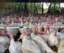 Paraná teve maior crescimento do Brasil nas exportações de carne de peru de janeiro a julho