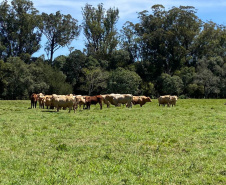 Integração lavoura-pecuária é destaque da II Mostra Tecnológica Fazenda-Modelo, em Ponta Grossa