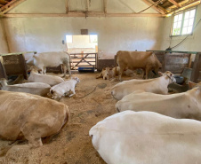 Integração lavoura-pecuária é destaque da II Mostra Tecnológica Fazenda-Modelo, em Ponta Grossa