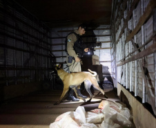 Operação Sinergia III é concluída com mais de 13 toneladas de drogas retiradas de circulação