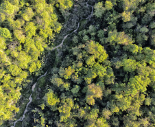 IAT - Parque Estadual de Amaporã