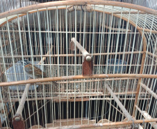Técnicos do Instituto Água e Terra (IAT) resgataram seis aves silvestres que eram mantidas em cativeiro irregular em Umuarama