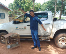Técnicos do Instituto Água e Terra (IAT) resgataram seis aves silvestres que eram mantidas em cativeiro irregular em Umuarama
