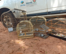 Técnicos do Instituto Água e Terra (IAT) resgataram seis aves silvestres que eram mantidas em cativeiro irregular em Umuarama